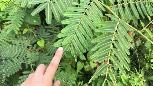 fern in hand sensitive plant 