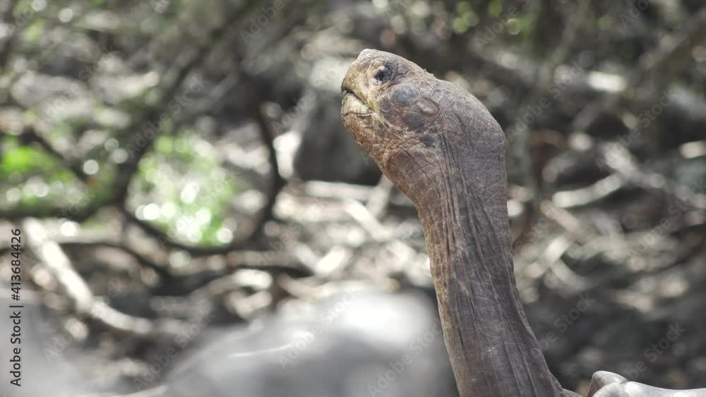 Giant Tortoise with Old Leathery Skin and Long Neck at Research Station on Santa Cruz Island, Galapagos Giant Tortoise with Old Leathery Skin and Long Neck at Research Station on Santa Cruz Island, Galapagos