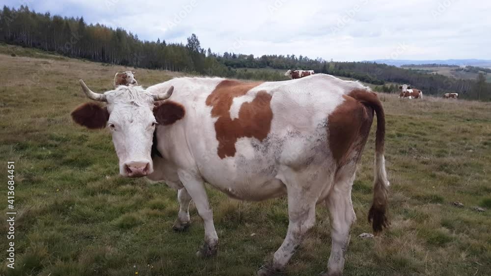Cow in Meadow of Balkan Mountains. Traditional Farming and Dairy Concept Cow in Meadow of Balkan Mountains. Traditional Farming and Dairy Concept