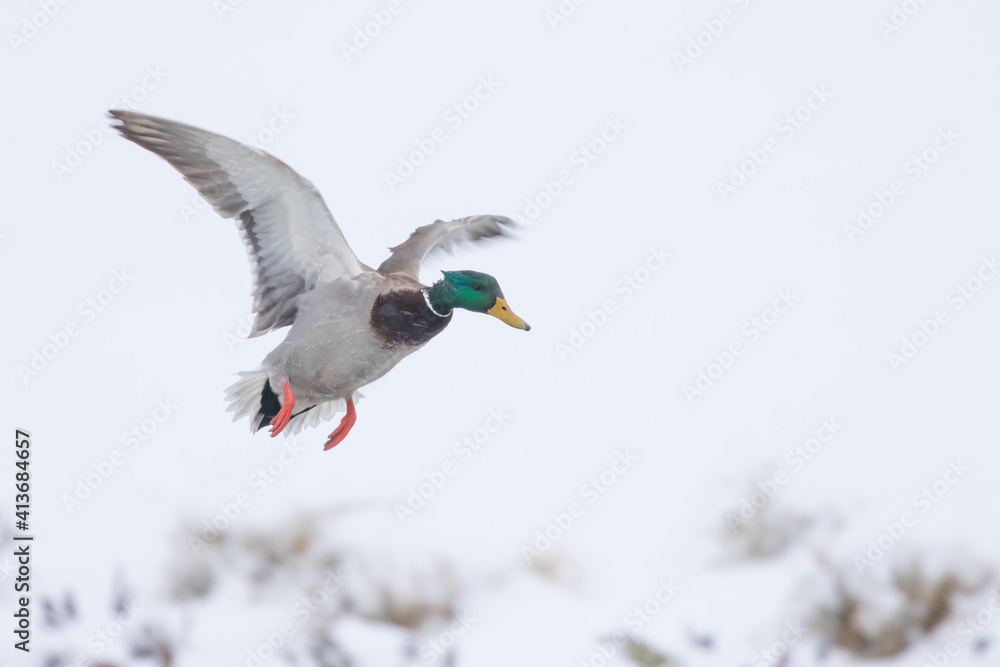 Obraz premium Drake Mallard Duck Landing in a Snowstorm With Feet Down and Wings Cupped