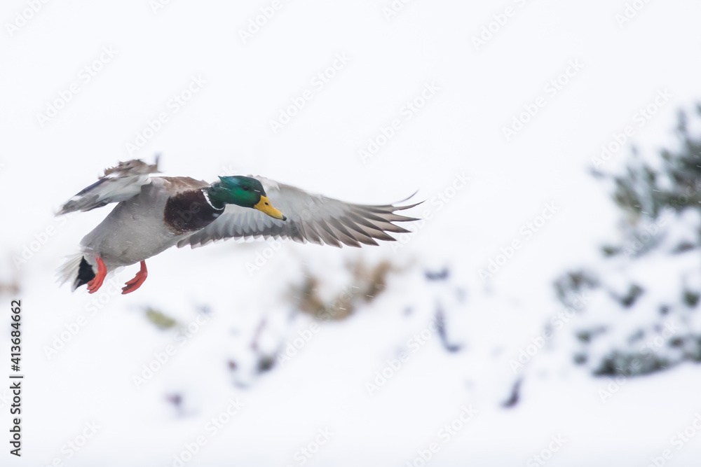 Fototapeta premium Drake Mallard Duck Landing in a Snowstorm With Feet Down and Wings Cupped