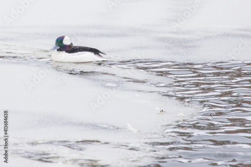 Male Bufflehead Duck Rests in an Ice Covered Pond