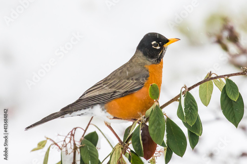 Male American Robin Bird Sitting on a Bush in a Snow Storm