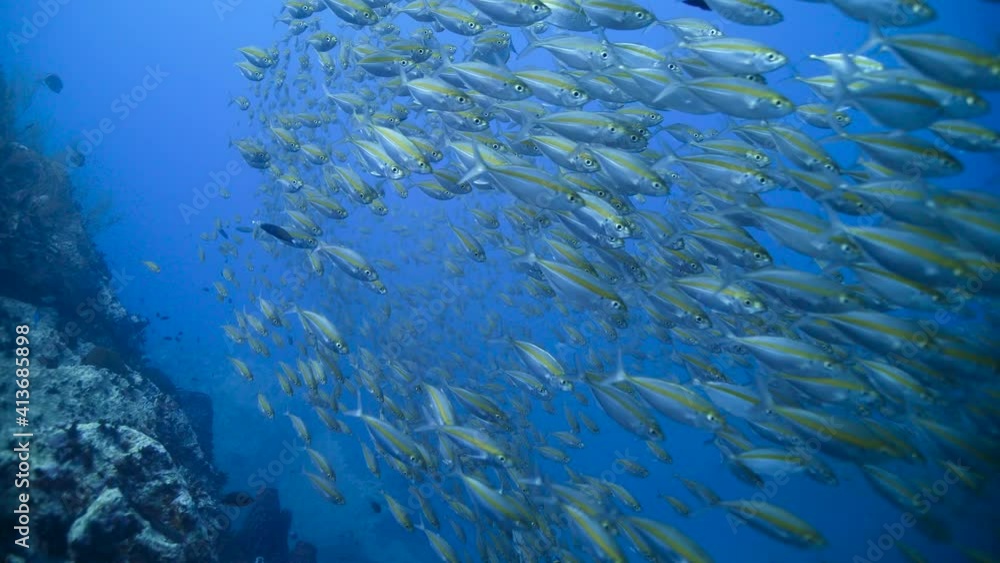 Closeup of Scads || Large amount of fish Closeup of Scads || Large amount of fish