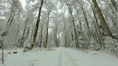 Wallpaper Mural Straight Path Through Snowy Forest Of Bois du Jorat In Vaud, Switzerland. - dolly forward shot Torontodigital.ca