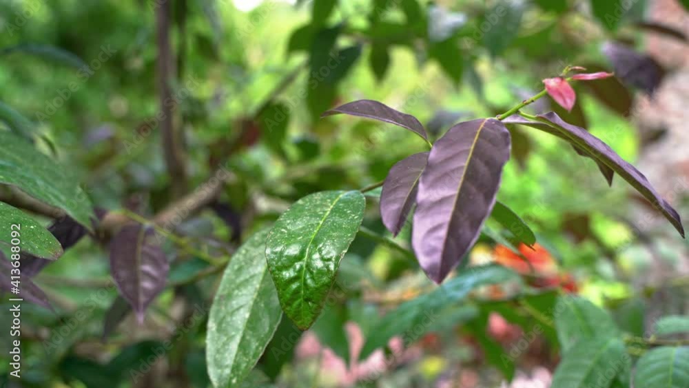 Close up shot showing purple and green leaves of Guayusa Tena Plant growing in amazon rainforest. Production of energy tea. Close up shot showing purple and green leaves of Guayusa Tena Plant growing in amazon rainforest. Production of energy tea.