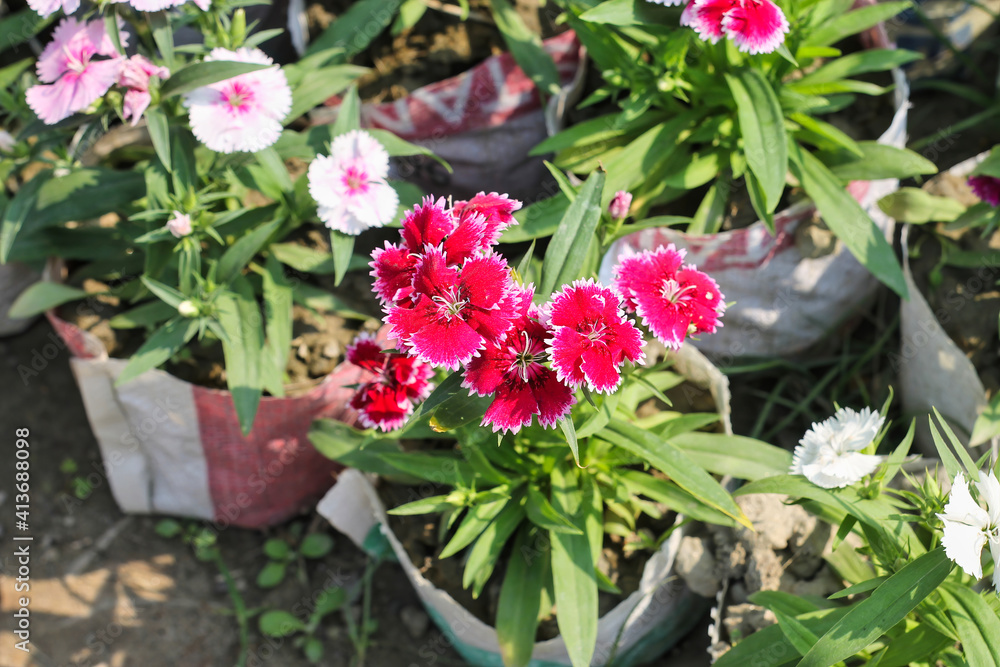 selective focus shot of Beautiful blooming Dianthus barbatus flowers in the garden. Many bright flowers.