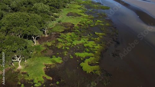 Forward drone shot of sandy green swamps by coast of Rio de la Plata photo