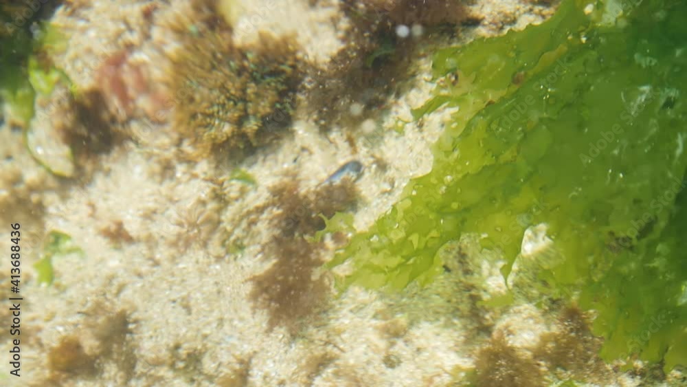 Green edible seaweed moving on sea with white sand beach cosat in Galicia Green edible seaweed moving on sea with white sand beach cosat in Galicia