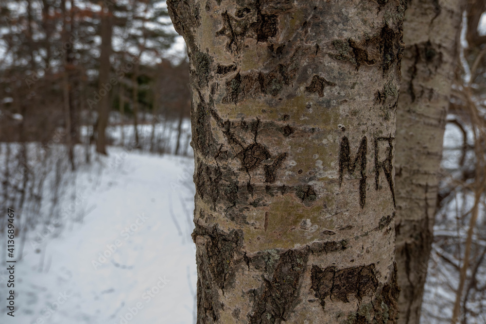 carvings in brown tree bark. Winter day with snow in the forest in London, Canada. Letters in tree
