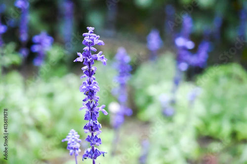 close up of lavender flowers