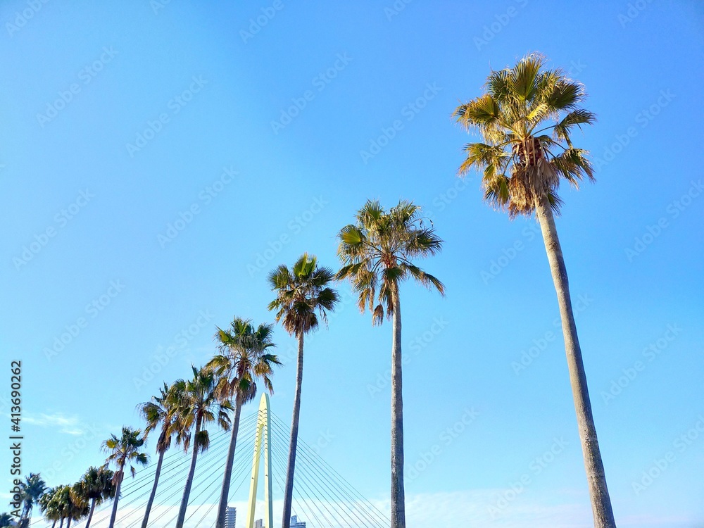 快晴の青空を背景にしたヤシの木が立ち並ぶ南国リゾートの風景