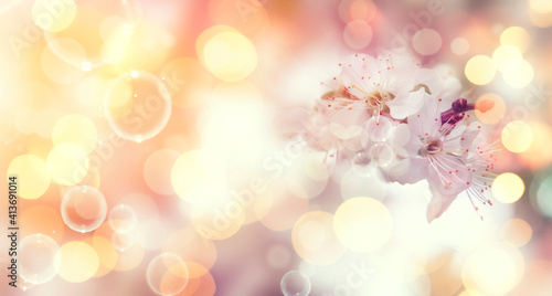 Spring blossom background. Beautiful nature scene with tender white flowers blooming tree in sunny day. Banner with copy space