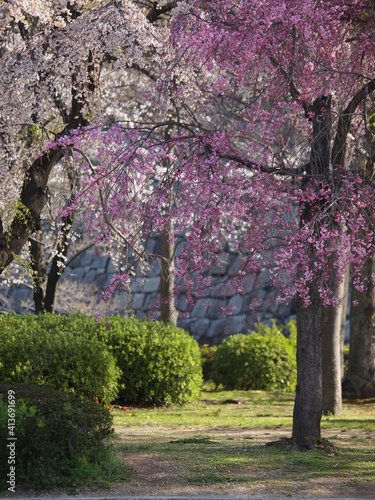 大阪城公園と桜の風景 photo