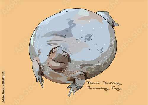 Vector Illustration of Blunt-Heading Burrowing Frog