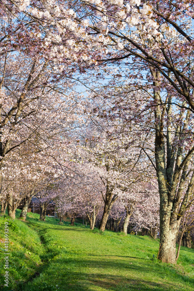 桜が満開の春の公園 桜が満開の春の公園