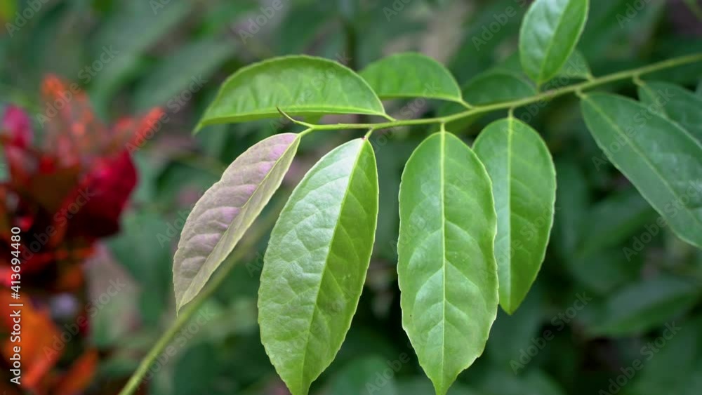 Macro detail shot showing leaves of Guayusa Plant in Rainforest during bright day in nature. Red flower plant in background. Guayusa Tena for manufacturing energy tea and coffee. Macro detail shot showing leaves of Guayusa Plant in Rainforest during bright day in nature. Red flower plant in background. Guayusa Tena for manufacturing energy tea and coffee.