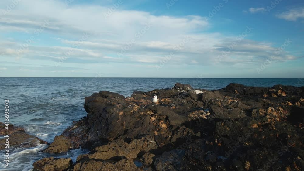 Little Mediterranean Gull resting on top of a rock Little Mediterranean Gull resting on top of a rock