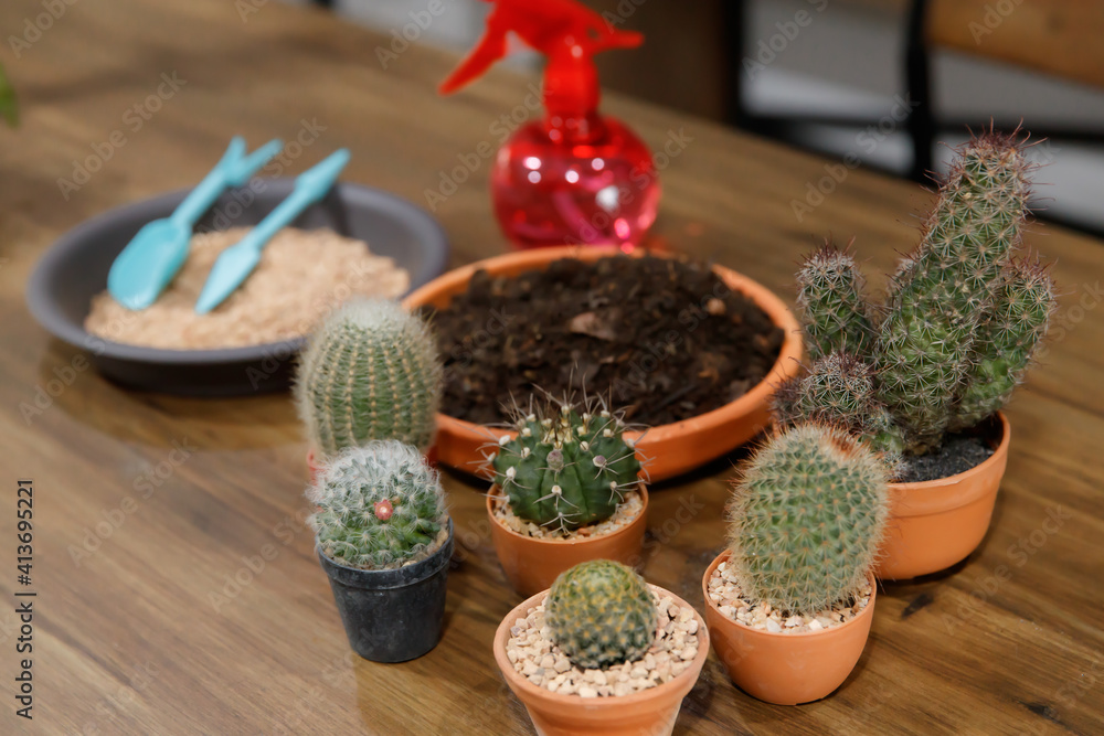 Many kinds and sizes of cactus and soil and gardening tools for home decorating the garden Many kinds and sizes of cactus and soil and gardening tools for home decorating the garden