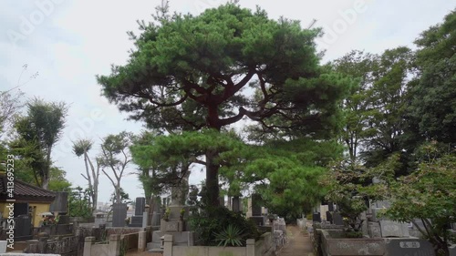 The Kotokuji temple in Tokyo has a large cemetery surrounded by different trees that give a very special characteristic to the landscape. photo