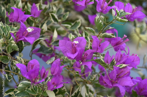 Purple Bougainvillea Flowers in Saigon