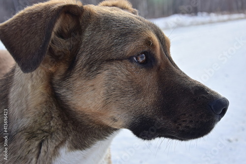Portrait in profile of a mongrel dog.