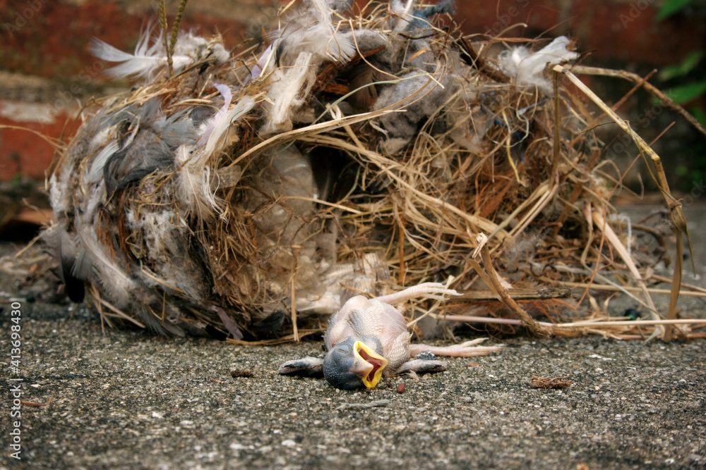 Close-up of dead bird with fallen nest on road Close-up of dead bird with fallen nest on road