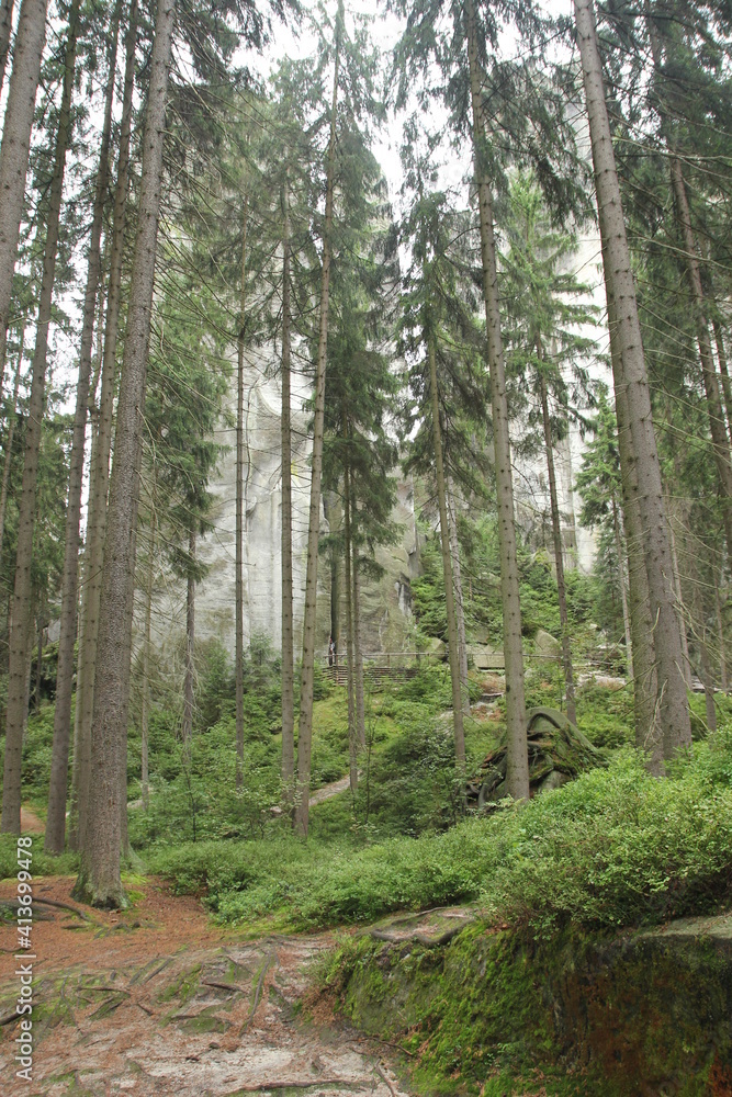 Fototapeta premium pine forest in the morning