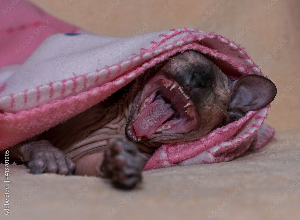 Obraz premium A young sphinx is lying under a blanket on the bed .