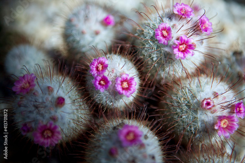 Close-up of barrel cactus with pink flowers