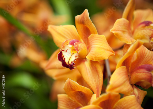 Close-up of orange orchid flowers outdoors photo