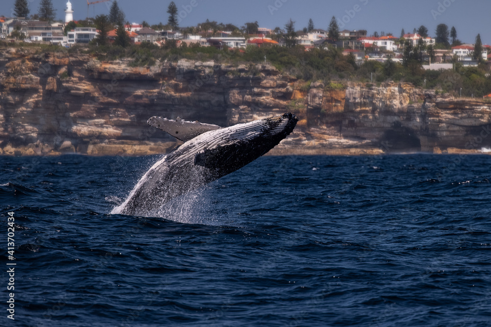 Fototapeta premium Whale Breach