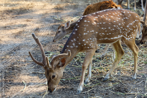 The Spotted deer is eatting grass in the garden