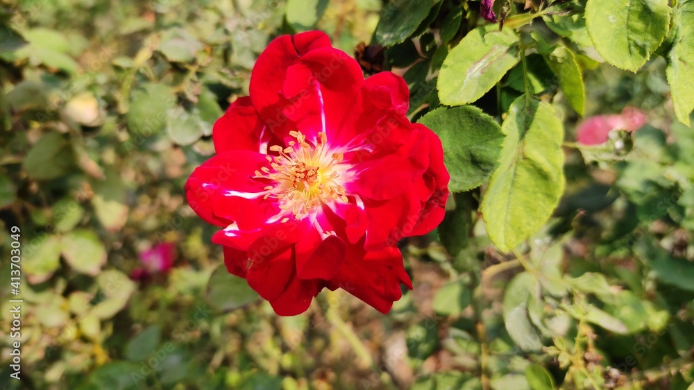 Red Rose Red Rose
