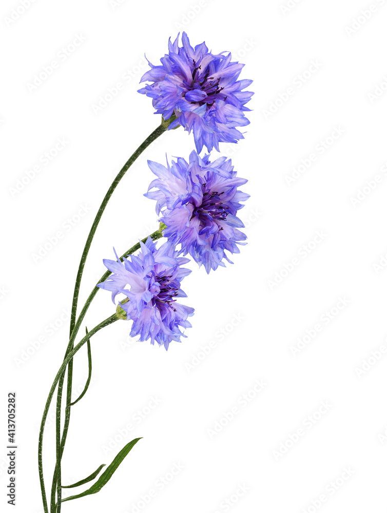 Purple knapweed flowers in a bouquet isolated on white Purple knapweed flowers in a bouquet isolated on white