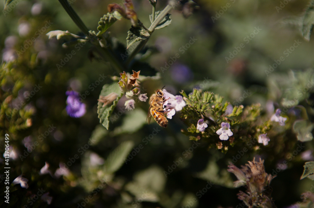 Close-up of bee on flower blooming at backyard Close-up of bee on flower blooming at backyard