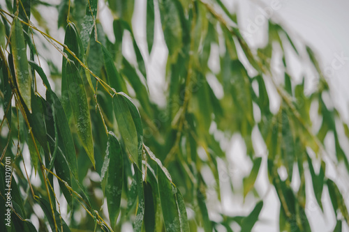 Green Bamboo Leaves Covered in Winter Snow and Ice