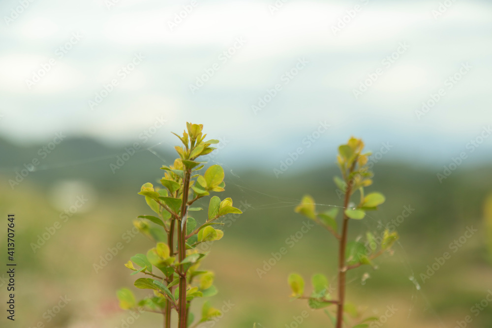 Obraz premium The green treetops have a background of green and dull white mountains.