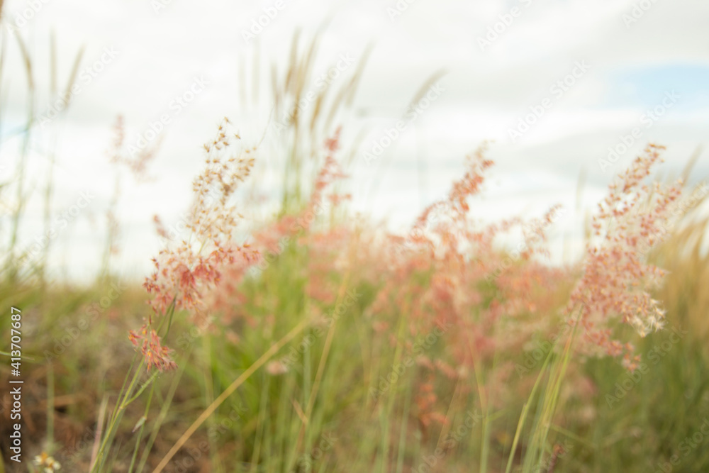 Light red close-up grass flower in the middle of the meadow with a sky background and white clouds.