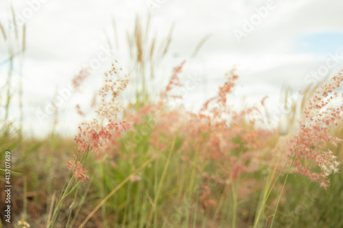 Light red close-up grass flower in the middle of the meadow with a sky background and white clouds.