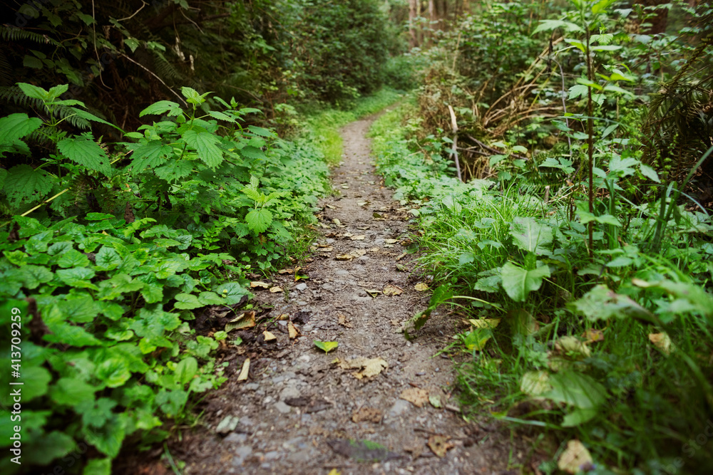 Footpath amidst plants in forest Footpath amidst plants in forest