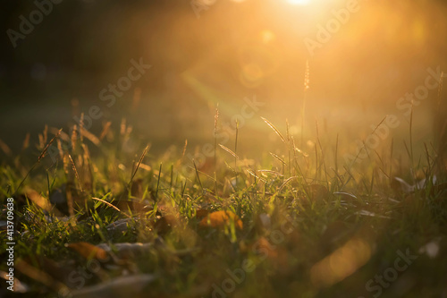 poaceae or grass flower with rays on sunrise in park © Blanscape