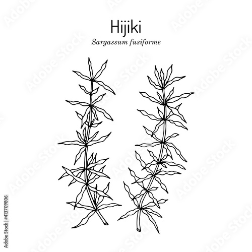 Hijiki sargassum fusiforme , edible seaweed