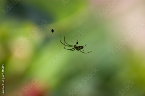 spider on the web, small spider // indonesia banjarnegara