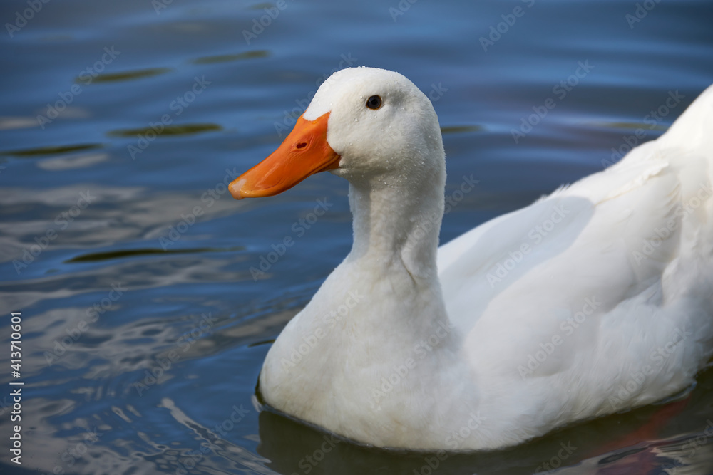 White goose swimming in the water