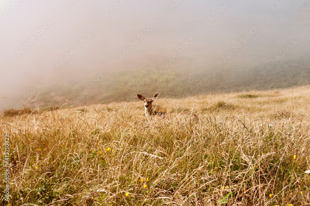Deer standing on grassy field Deer standing on grassy field