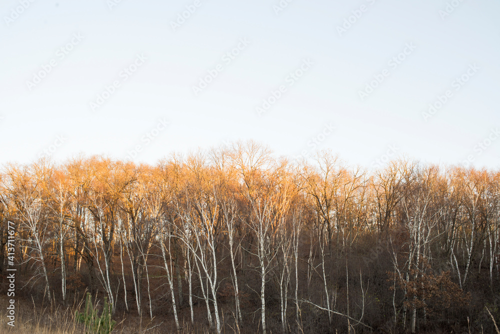 Low angle view of autumn trees against clear sky Low angle view of autumn trees against clear sky