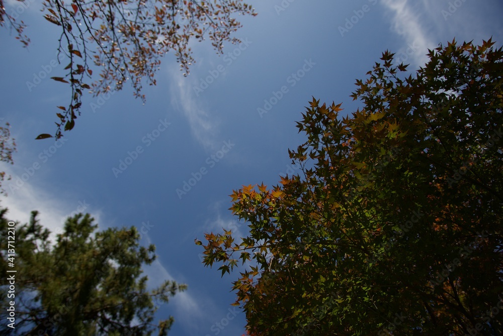 Obraz premium 紅葉