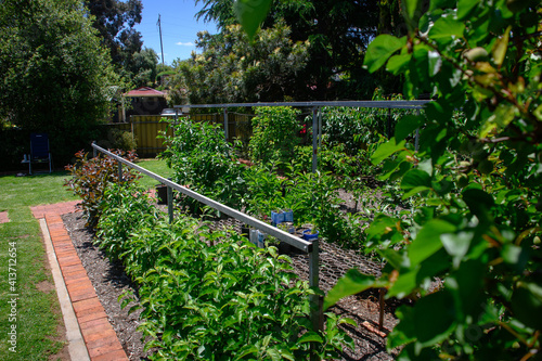 Foto Backyard espalier fruit tree orchard
