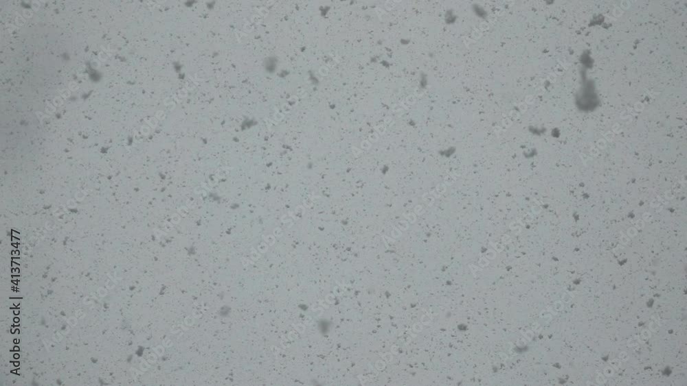Large fluffy snowflakes fall from the sky in slow motion. Large fluffy snowflakes fall from the sky in slow motion.
